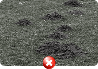 Ruined Lawns, Messy Holes