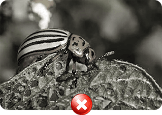 Pests Spreading Harmful Diseases