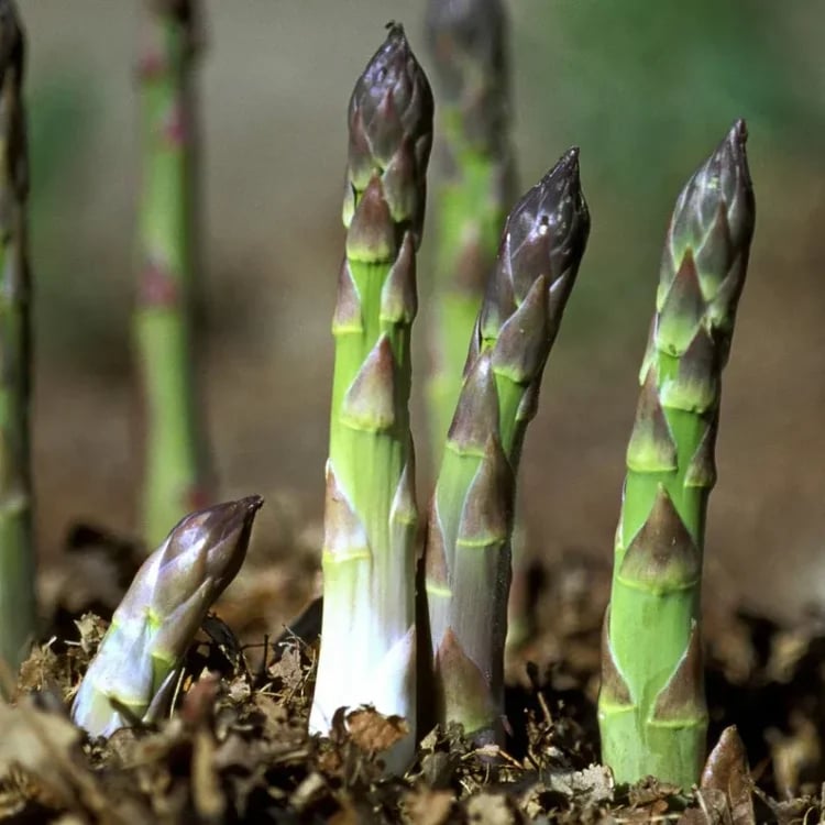 🌿Perennial Asparagus Seeds – 🔥💥Tender Green Garden Vegetable Seeds for Home Planting