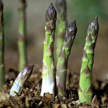 🌿Perennial Asparagus Seeds – 🔥💥Tender Green Garden Vegetable Seeds for Home Planting